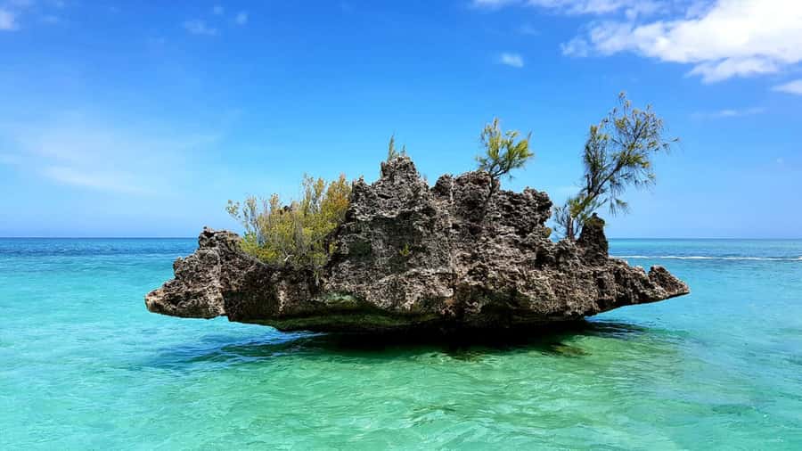 Mauritius: Ocean Swim with Dolphins - Speedboat rides across Black River