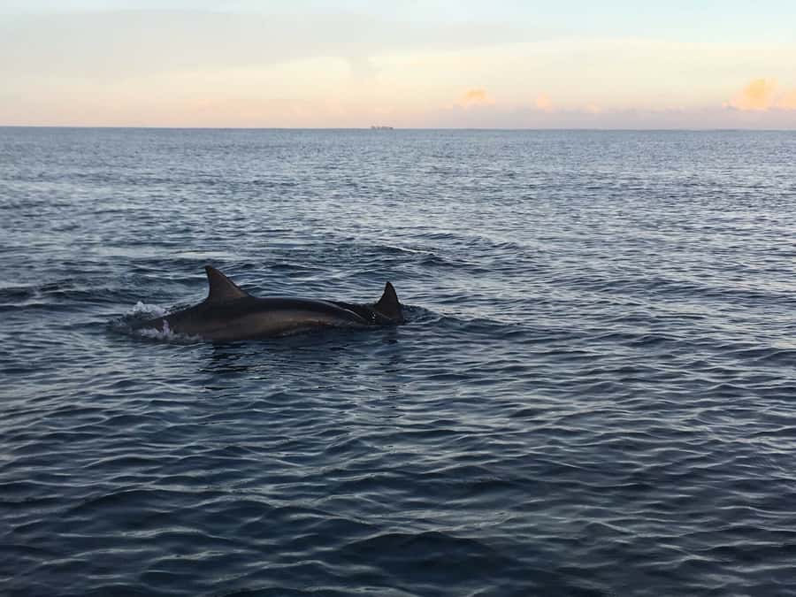 Mauritius: Private South Side and Dolphin Adventure Tour - Why the sunrise start matters