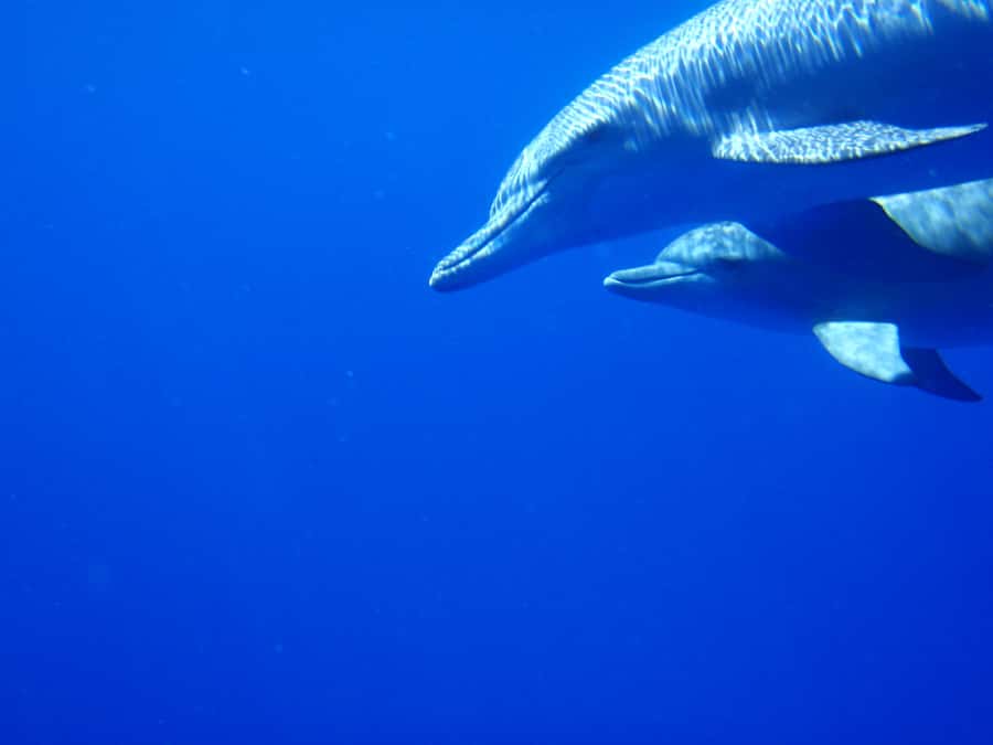 Mauritius: Private Swim with Dolphins - Leaving Grande Rivière Noire by private speedboat