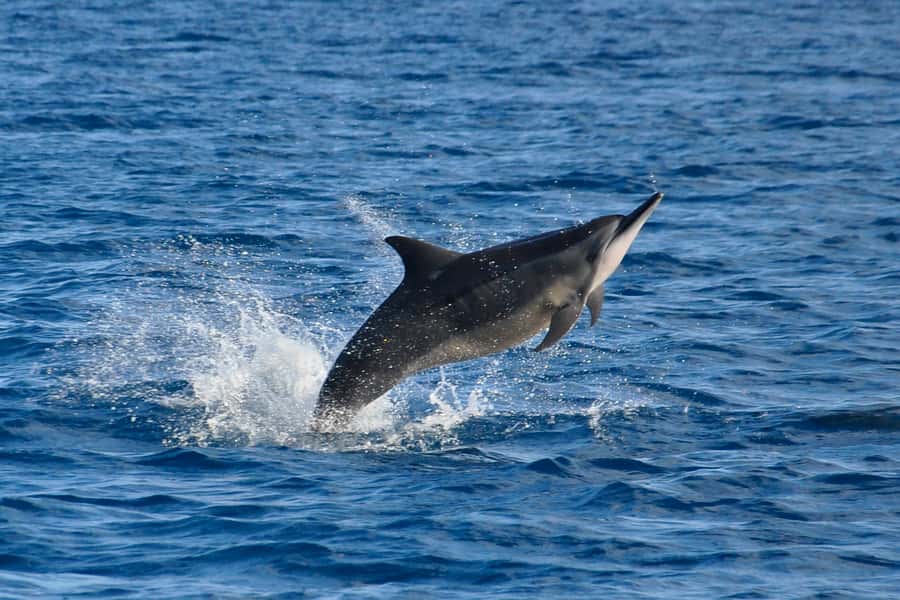 Mauritius: Private Swim with Dolphins - Timing matters more than you might expect