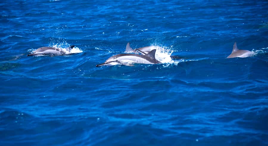Mauritius: Snorkel and Swim with Dolphins on Speedboat Tour - Starting at Tamarin Beach