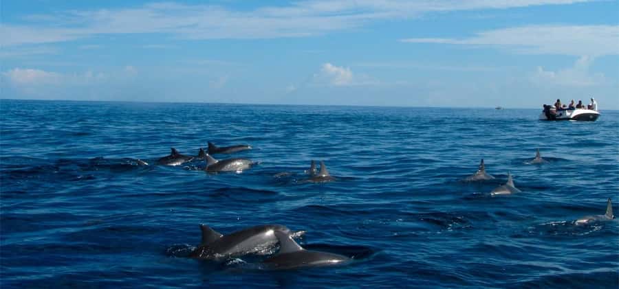 Mauritius: Swim with Dolphins Full-Day with Lunch/Drinks - At a glance: what makes this boat day worthwhile