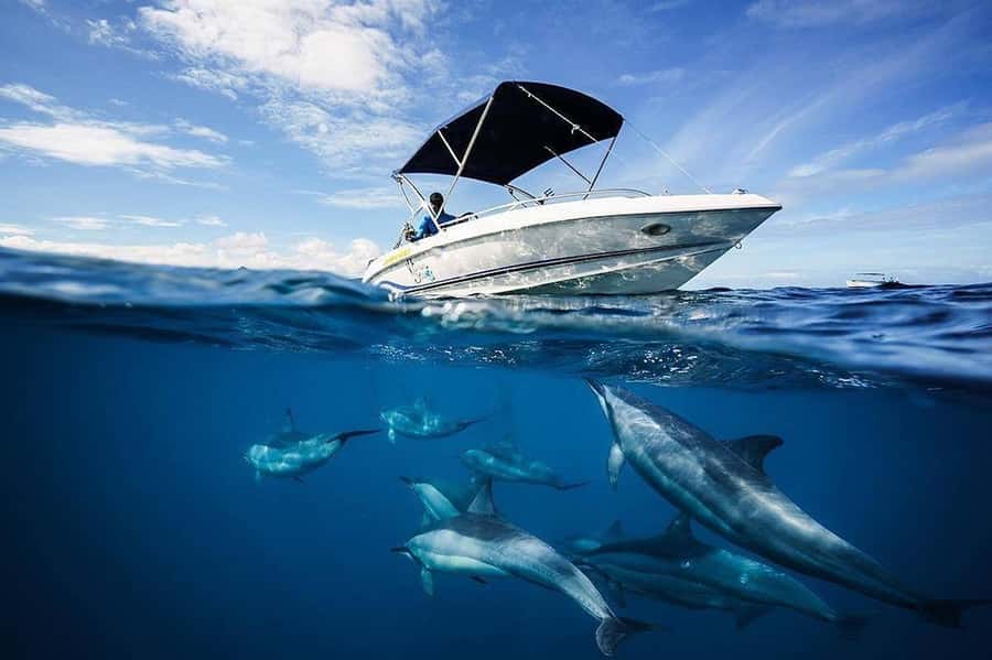 Mauritius: Swim with Dolphins Full-Day with Lunch/Drinks - Starting at La Preneuse before 8 a.m.