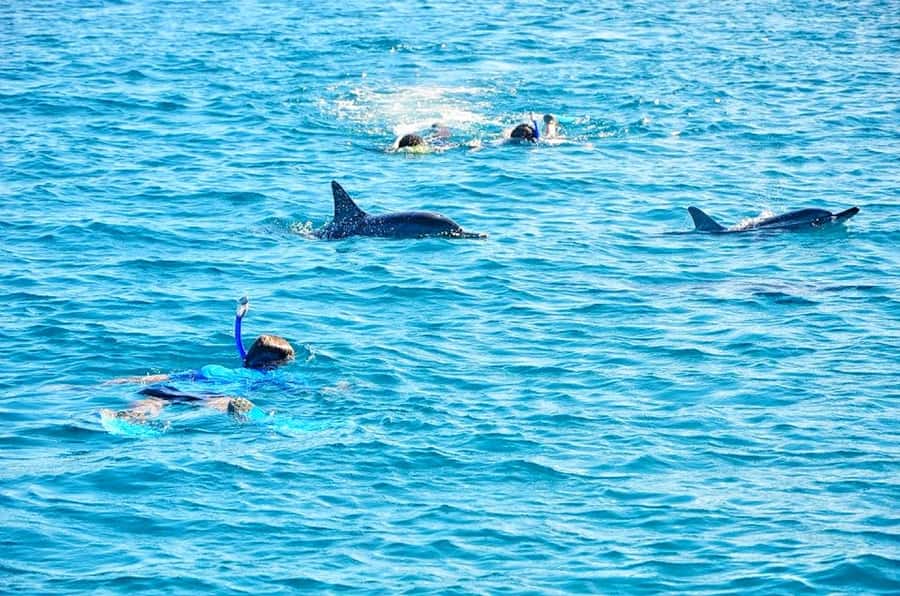 Mauritius: Wild Dolphin Encounter with Hotel Transfers - A very early start for a short sea trip