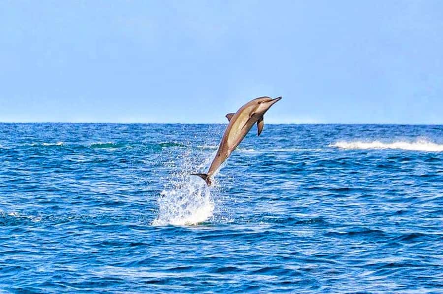Mauritius: Wild Dolphin Encounter with Hotel Transfers - Swimming with wild dolphins, with real limits