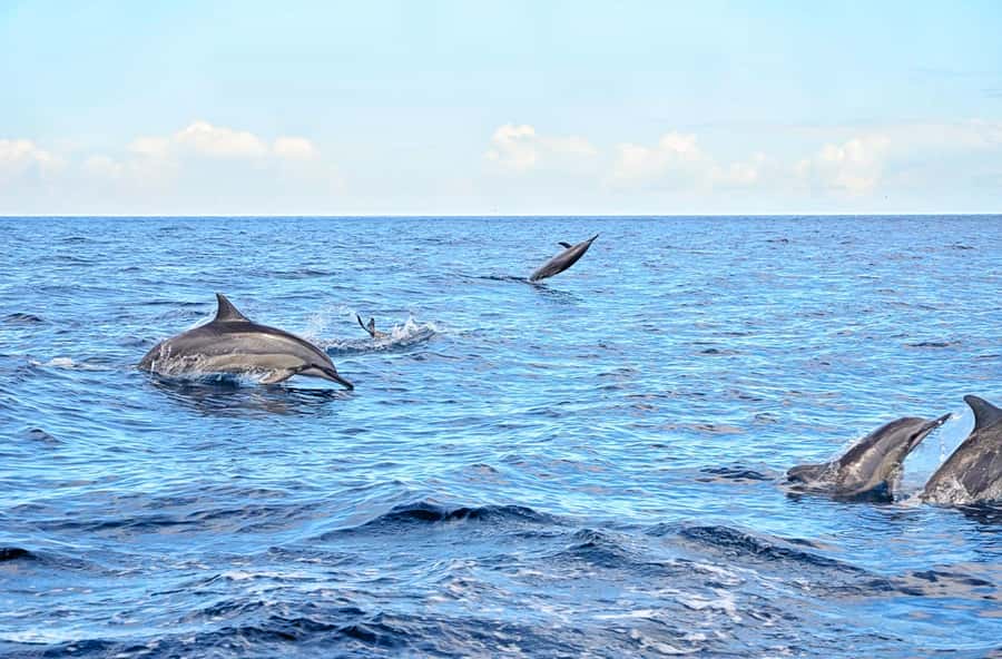 Mauritius: Wild Dolphin Encounter with Hotel Transfers - What happens once you reach open water