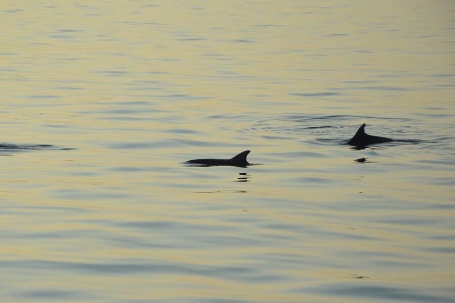 Medulin: Dolphin Sunset Tour 85% chance with Drinks + Dinner - Who will enjoy this cruise most
