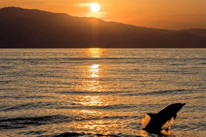Medulin: Dolphin Sunset Tour 85% chance with Drinks + Dinner - Setting out from Medulin Harbor