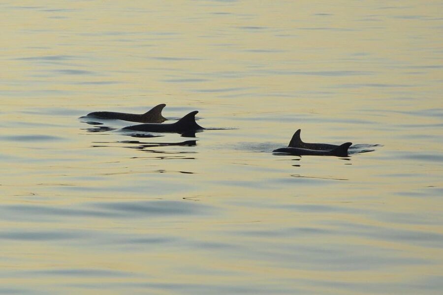Medulin: Dolphin Sunset Tour 85% chance with Drinks + Dinner - Fresh grilled dinner with drinks included