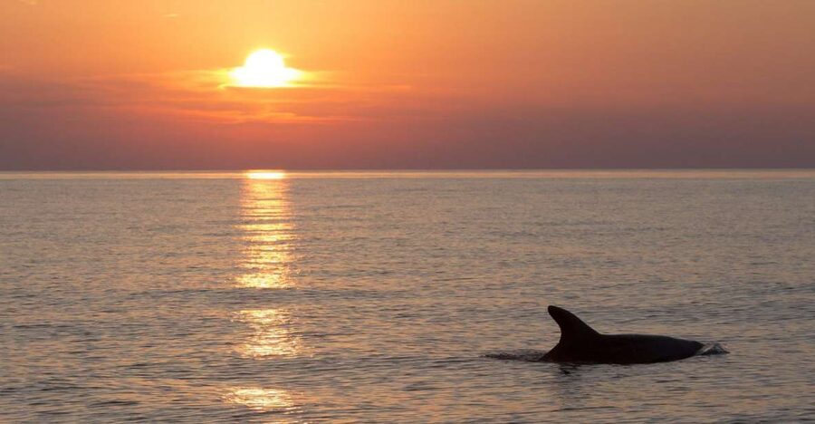 Medulin: Dolphin Sunset Tour 85% chance with Drinks + Dinner - What the $53 price really includes