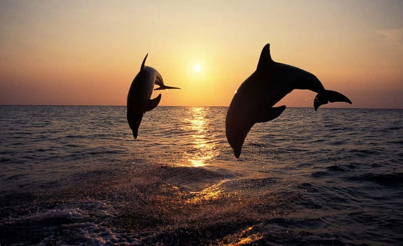 Medulin: Dolphin Sunset Tour 85% chance with Drinks + Dinner - The Medulin archipelago at a gentle pace