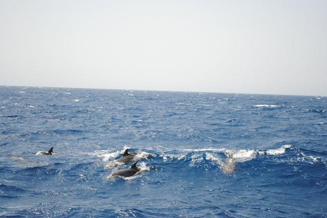 Meet the dolphins in snorkeling tour - Reaching Sharb el Erg and dolphin house