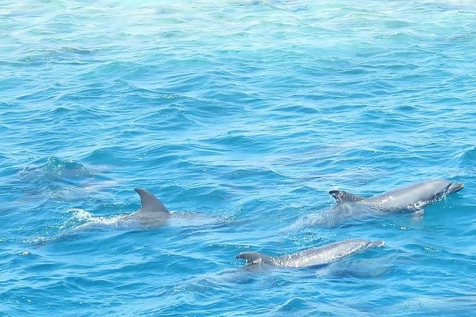 Meet the dolphins in snorkeling tour - The boat, crew, and onboard atmosphere
