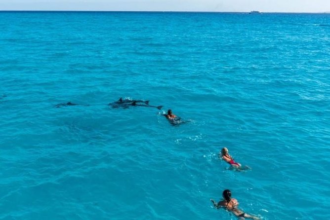 Meet the dolphins in snorkeling tour - Lunch and drinks on board