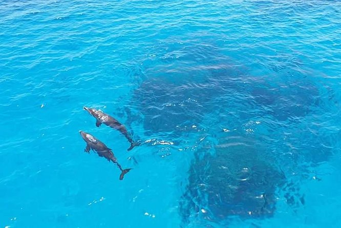 Meet the dolphins in snorkeling tour - Is $46.46 good value?