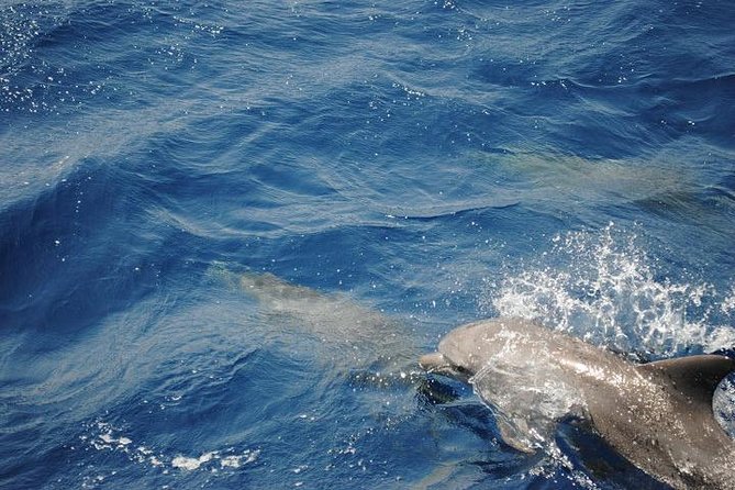 Meet the dolphins in snorkeling tour - What the snorkeling stops add