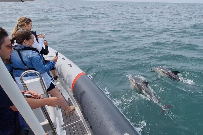 Meet the Lisbon Dolphins - Dolphin Watching in Lisbon - Leaving Doca de Santo Amaro beneath the bridge