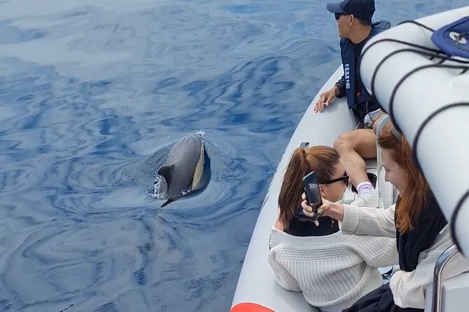 Meet the Lisbon Dolphins - Dolphin Watching in Lisbon - Learning to watch dolphins, not just spot them