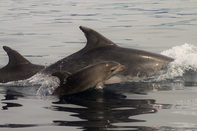 Meet the Lisbon Dolphins - Dolphin Watching in Lisbon - What to pack for a cold, wet morning