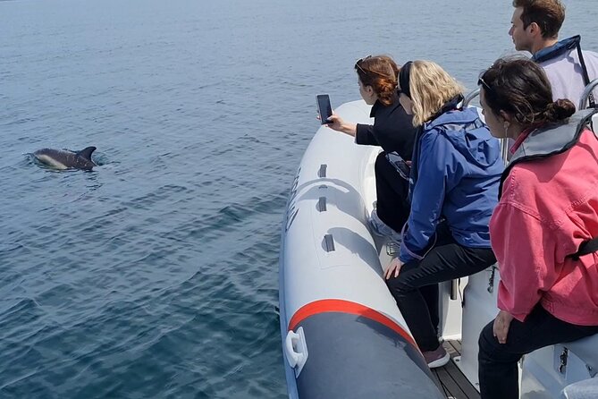 Meet the Lisbon Dolphins - Dolphin Watching in Lisbon - Is $78.61 a fair price?
