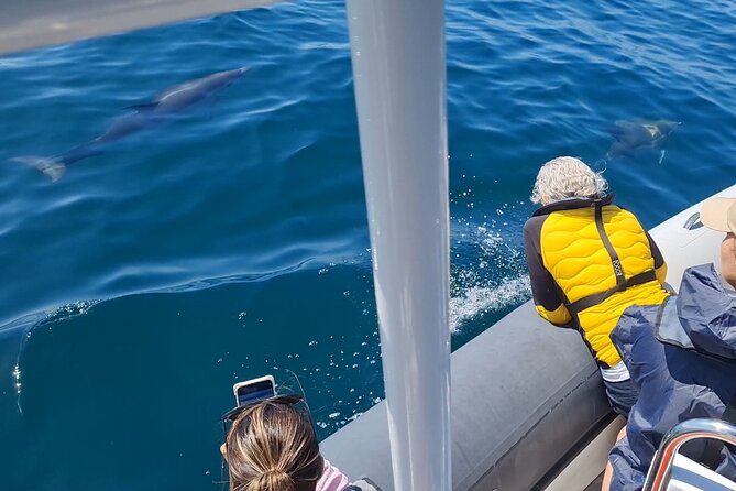 Meet the Lisbon Dolphins - Dolphin Watching in Lisbon - Searching the Tagus for the first pod