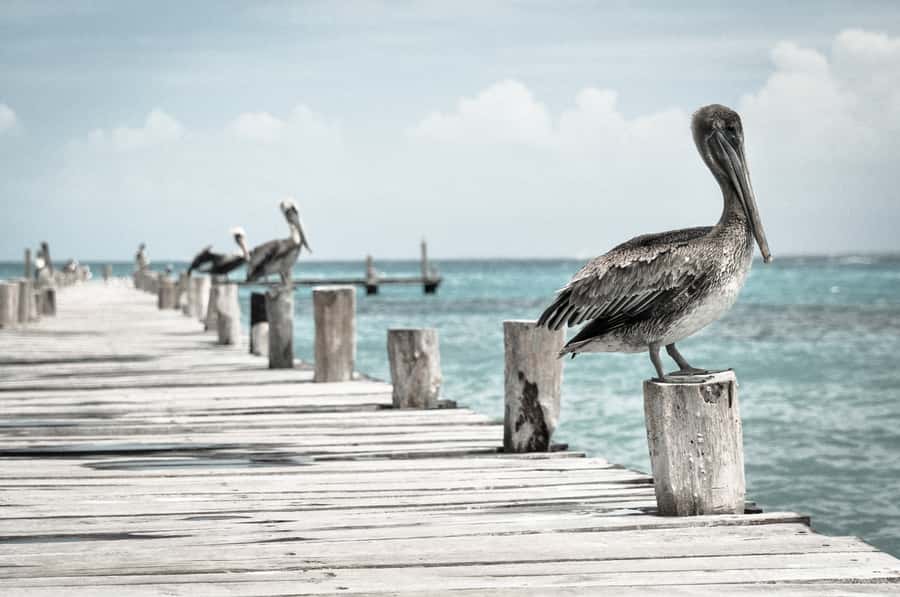 Miami: Key West Dolphin Watch or Snorkel Boat with pickup - Final call: choose the water or keep Key West open