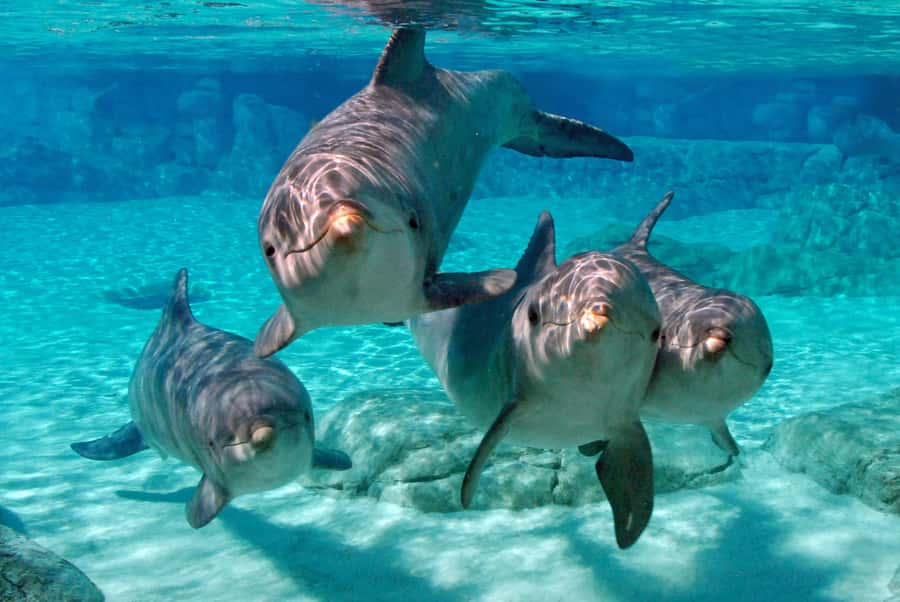 Miami: Key West Dolphin Watch or Snorkel Boat with pickup - Snorkeling in the Florida Keys
