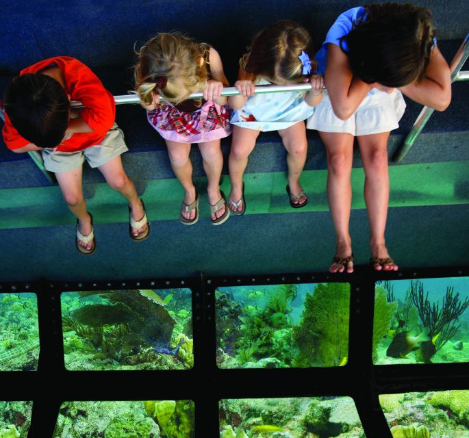 Miami: Key West Dolphin Watch or Snorkel Boat with pickup - The 90-minute glass-bottom boat choice