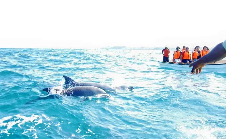 Miami: Key West Dolphin Watch or Snorkel Boat with pickup - Drinks, equipment, and boat comfort
