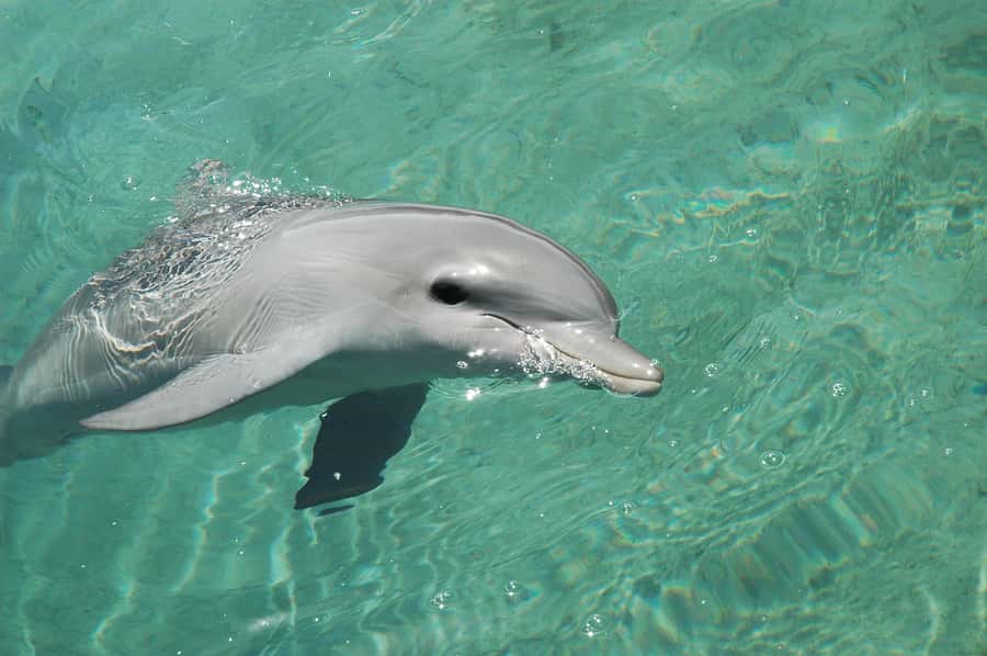 Miami: Key West Dolphin Watch or Snorkel Boat with pickup - Is $63 good value for such a long day?