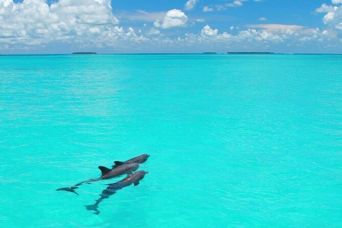 MIAMI: Key West Dolphin Watch Tour - Guides can make the day better