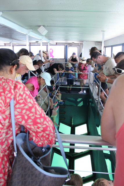 Miami to Key West Shuttle: Dolphin, Snorkeling & More - Dolphin watching and snorkeling