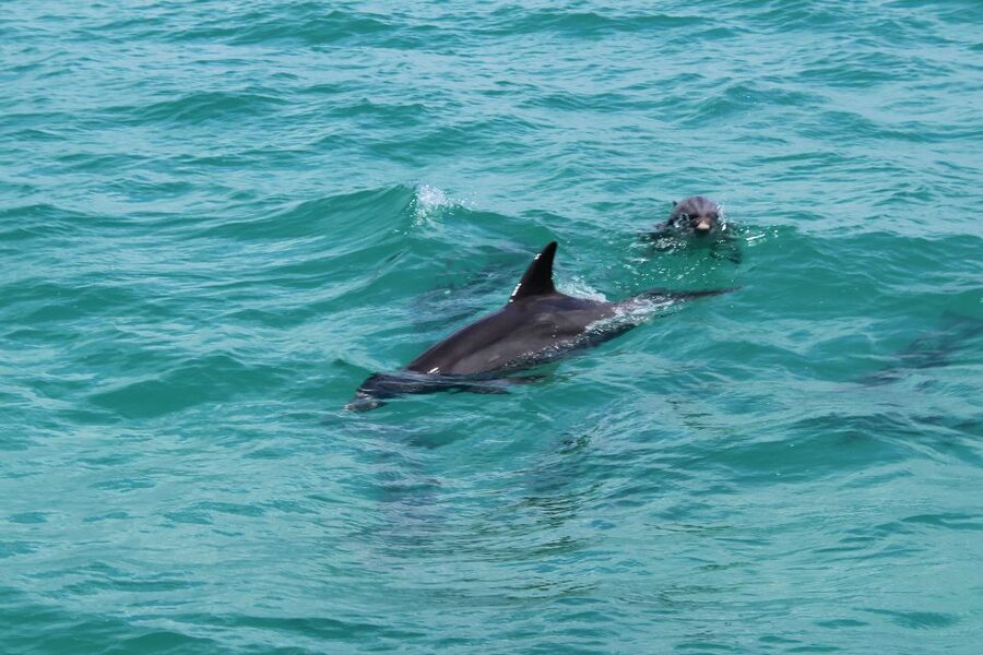 Miami to Key West Shuttle: Dolphin, Snorkeling & More - Jet Skiing near Duval Street