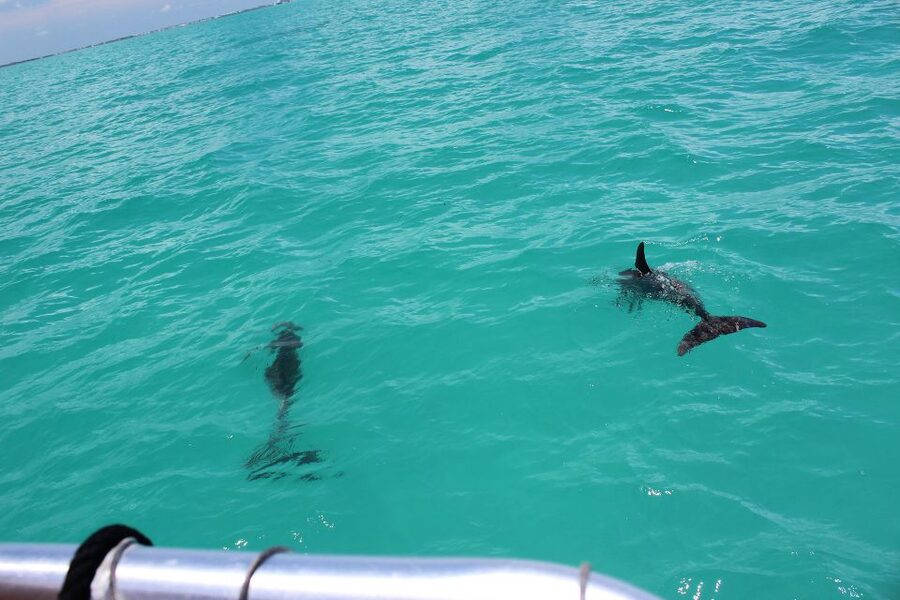 Miami to Key West Shuttle: Dolphin, Snorkeling & More - A four-hour ride through the Florida Keys