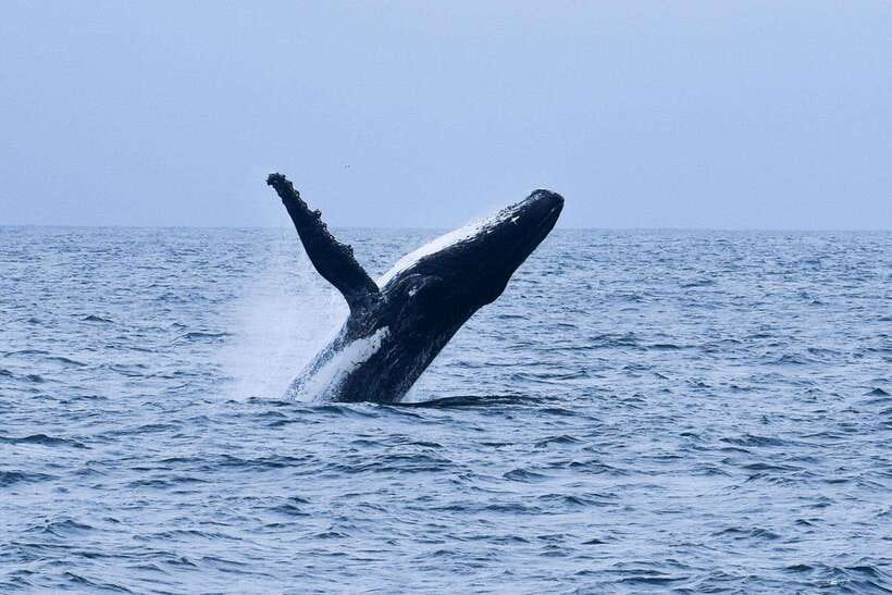 Mirissa: Whale & dolphin Watching Boat Tour with Breakfast - An early start at Mirissa Harbour