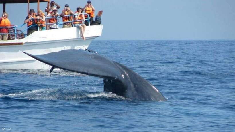 Mirissa: Whale & dolphin Watching Boat Tour with Breakfast - Watching the ocean from the upper deck