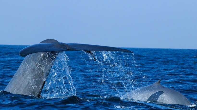 Mirissa: Whale & dolphin Watching Boat Tour with Breakfast - What the $71 price really covers