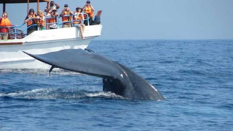 Mirissa: Whale & dolphin Watching Boat Tour with Breakfast - Simple preparation for a better morning