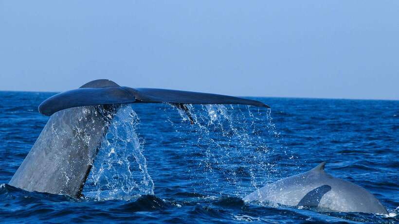 Mirissa: Whale & dolphin Watching Boat Tour with Breakfast - Breakfast before the search begins