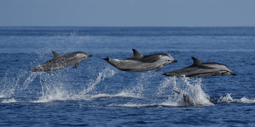 Mirissa: Whale & Dolphin Watching Cruise with Breakfast - Key points before you book