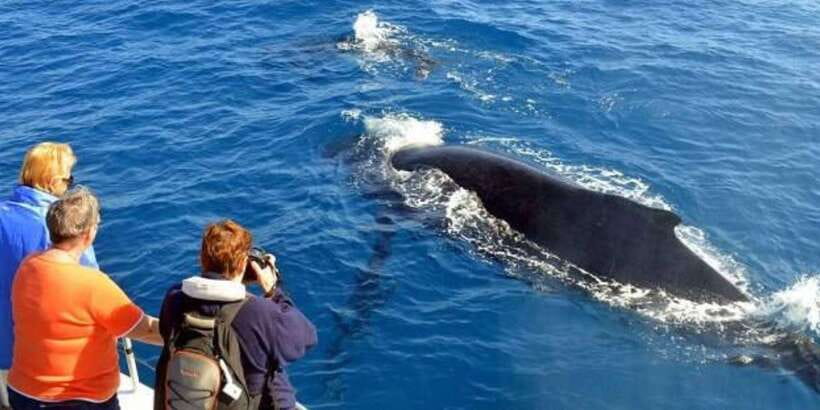 Mirissa: Whale & Dolphin Watching Cruise with Breakfast - What you might see in three hours at sea
