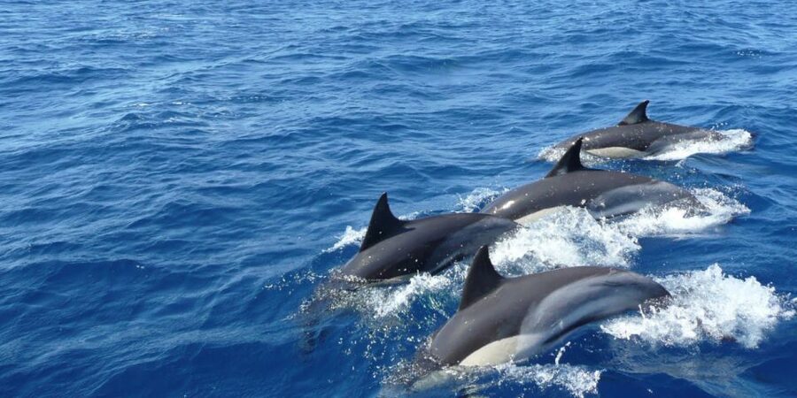 Mirissa: Whale & Dolphin Watching Cruise with Breakfast - Is the $65 price fair?
