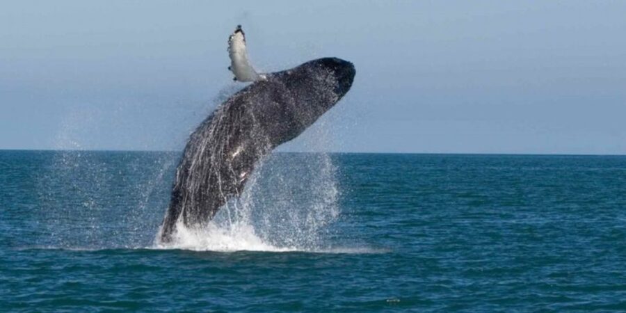 Mirissa: Whale & Dolphin Watching Cruise with Breakfast - Should you book this Mirissa whale cruise?