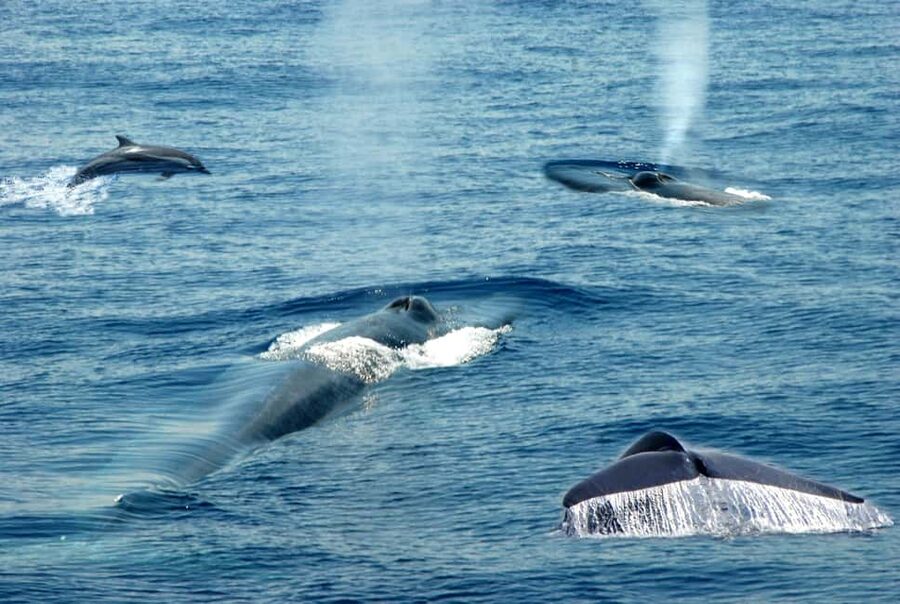 Mirissa: Whale & Dolphin Watching Trip with Private Transfer - Reaching Mirissa before sunrise