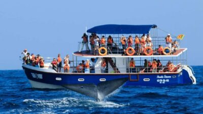 Whale & Dolphin Watching Trip with Private Transfer