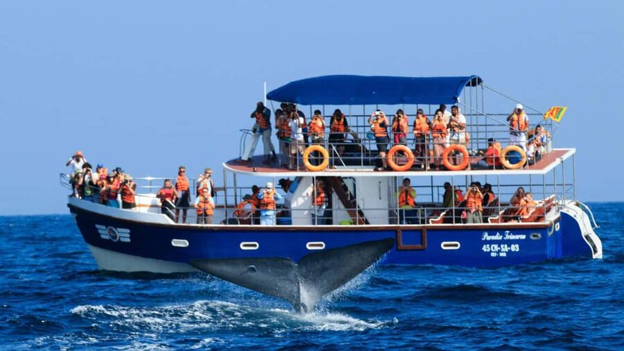 Mirissa: Whale & Dolphin Watching Trip with Private Transfer - Boarding at Mirissa Fisheries Harbour at 7:00 AM