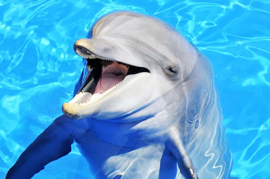 Mnemba dolphin & snorkel: from matemwe, pwani, kwingwa, Uroa - Key things to know before you book