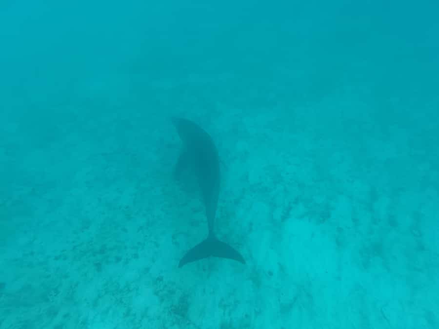 Mnemba dolphin & snorkel: from matemwe, pwani, kwingwa, Uroa - Swimming with dolphins, with sensible expectations