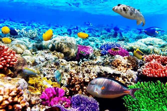 Mnemba Dolphin Tour, Clear Kayak, Cooking Class, Horse Riding - One day, five sides of Zanzibar