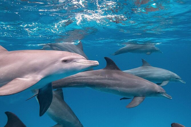 Mnemba Dolphin Tour, The Island Pongwe, Blue Lagoon, Starfish Tour, The Rock - The Rock Restaurant: famous setting, extra expense